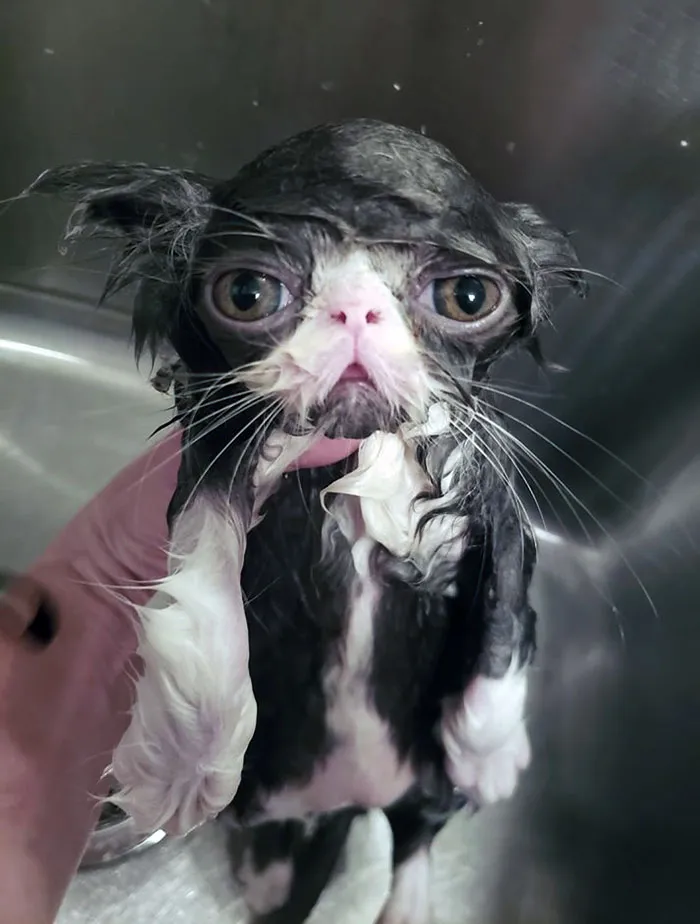 Su primer baño 