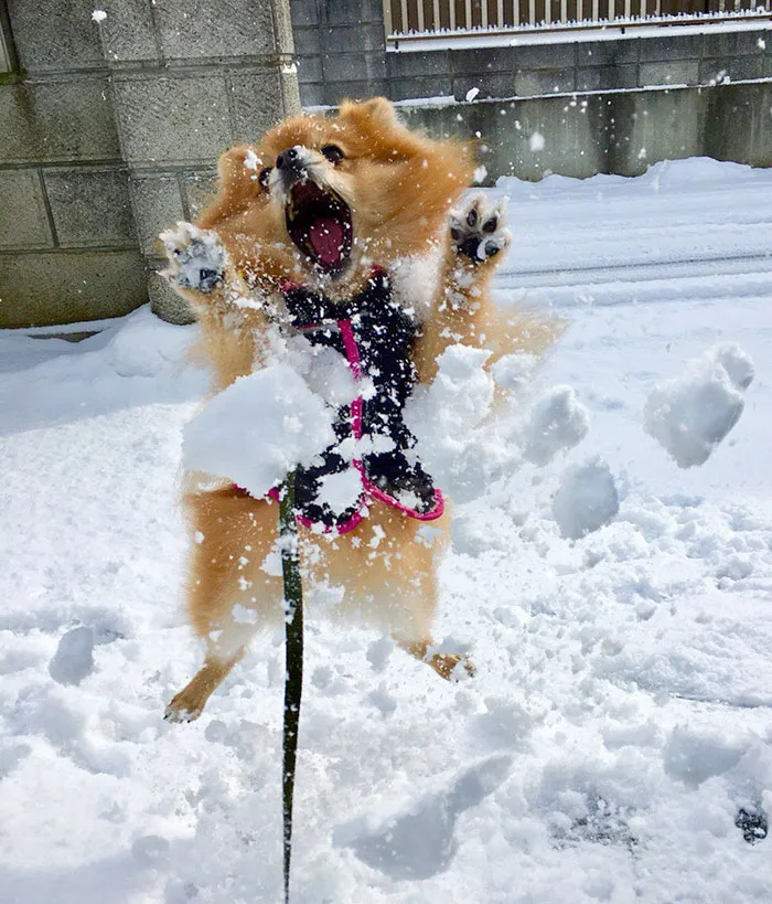 My Pomeranian's First Snow