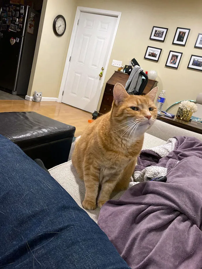 La forma en la que mi gata miró a mi nuevo novio cuando lo conoció 