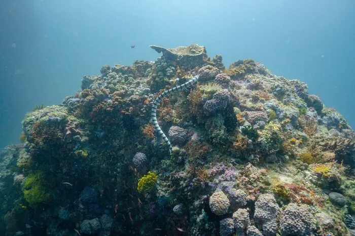35 Awesome Snake Facts To Shed Some Light On These Cool Reptiles