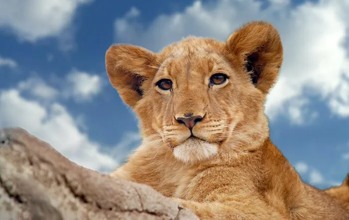 Elsa The Lioness