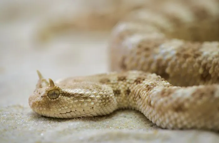 35 Awesome Snake Facts To Shed Some Light On These Cool Reptiles