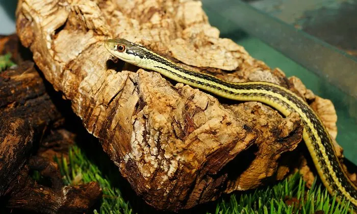 35 Awesome Snake Facts To Shed Some Light On These Cool Reptiles