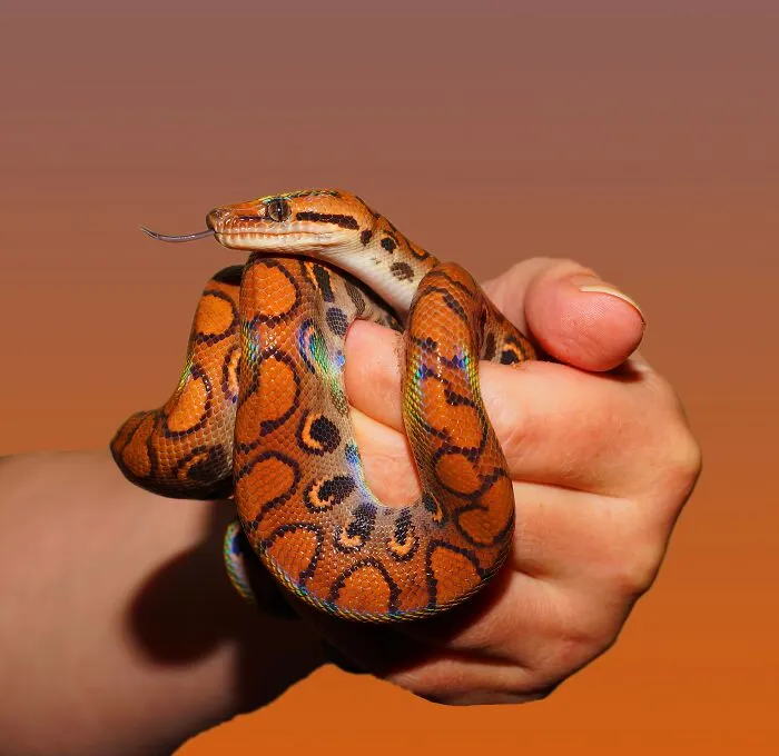 35 Awesome Snake Facts To Shed Some Light On These Cool Reptiles