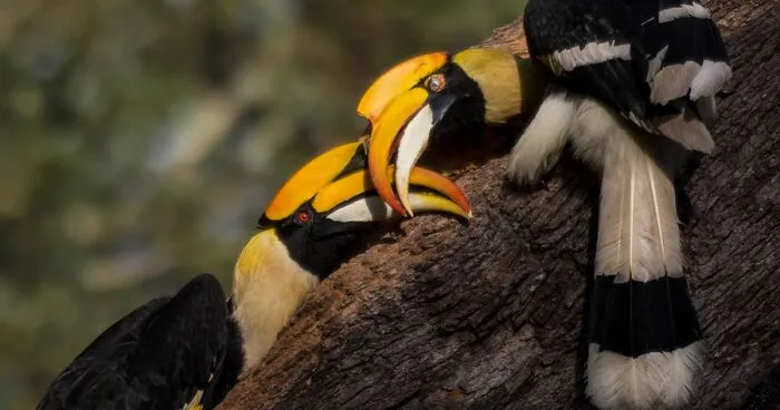 In Honor Of Valentine's Day, I Want To Share My 17 Photos Of Animals Celebrating Love