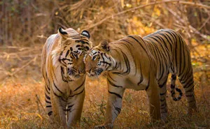 In Honor Of Valentine's Day, I Want To Share My 17 Photos Of Animals Celebrating Love