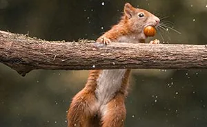 My 30 Photos That Showcase The Gymnastic Skills Of Red Squirrels