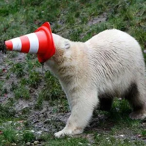 POLARBEAR