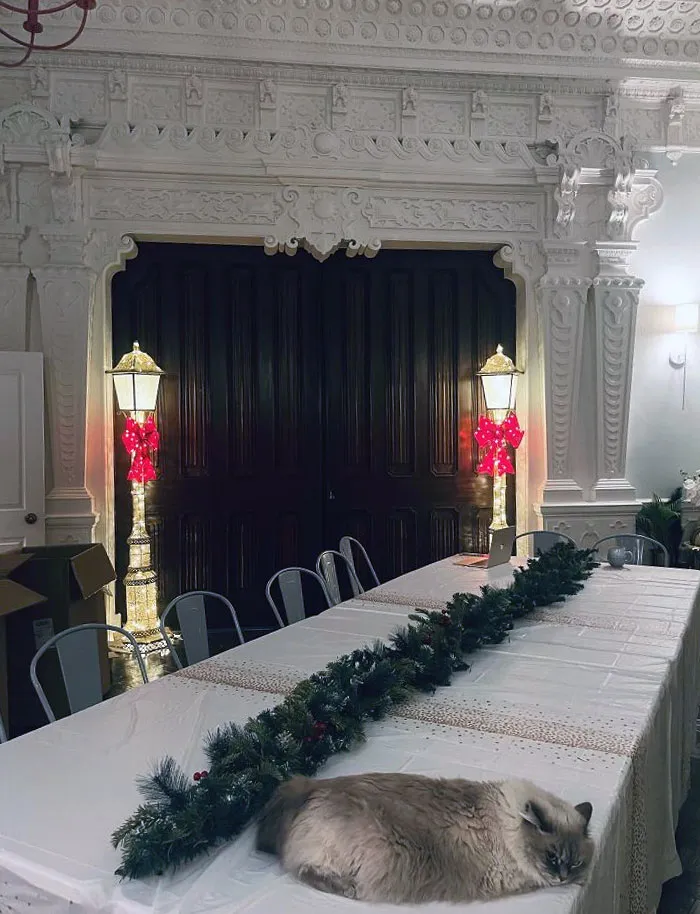 Cat sleeping on a decorated table in a beautifully converted building with ornate walls and festive lights.