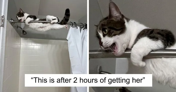 50 Heartwarming Pics Of Pets That Found Their New Home (February Edition)