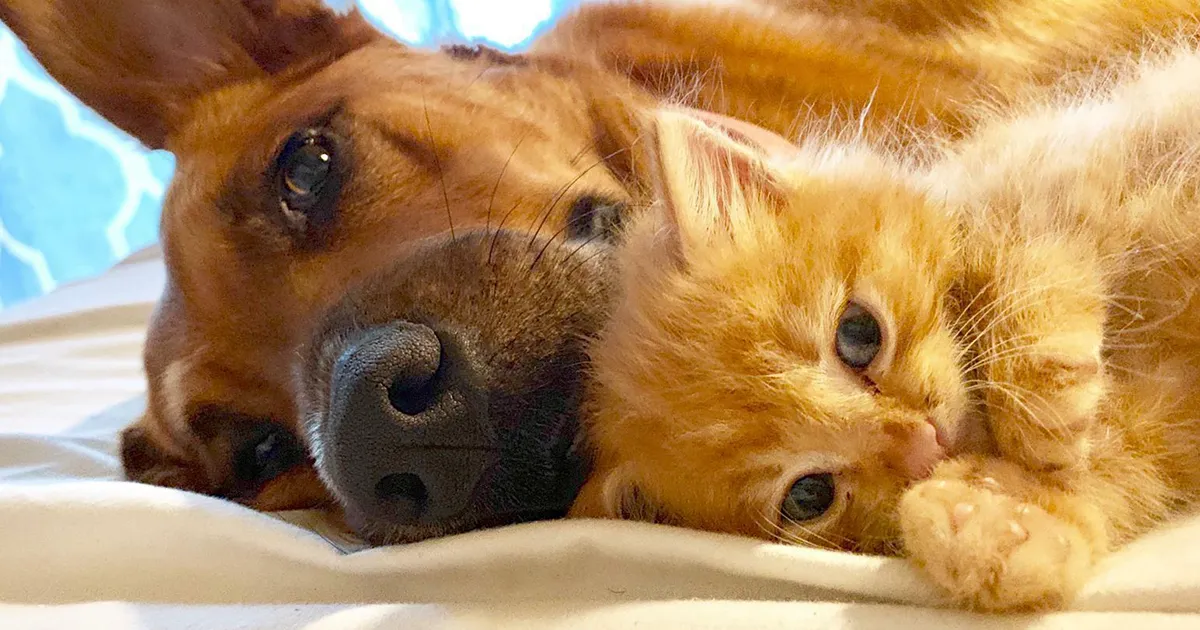 40 Conmovedoras fotos de mascotas que encontraron un nuevo hogar este Febrero