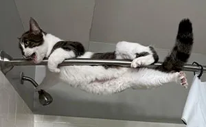 50 Heartwarming Pics Of Pets That Found Their New Home (February Edition)