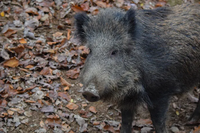 Pig