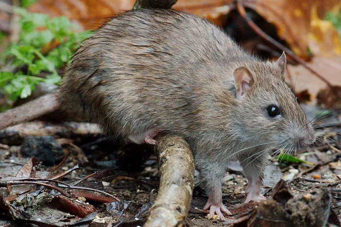 Rat walking in the forest