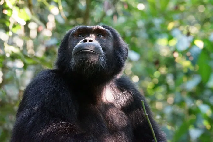 Chimpanzee