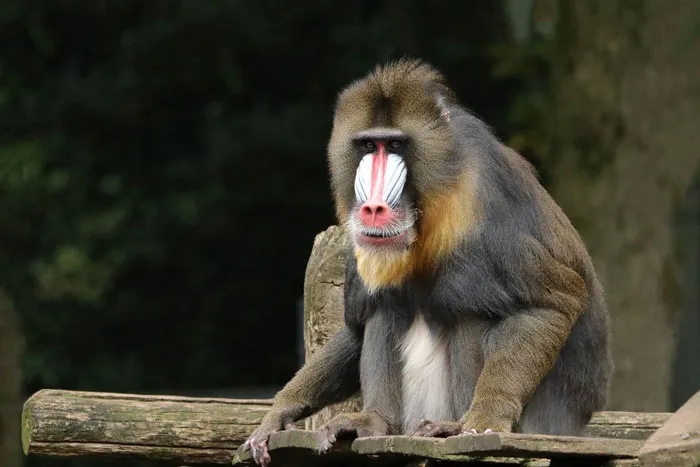Chimpanzee sitting on boards