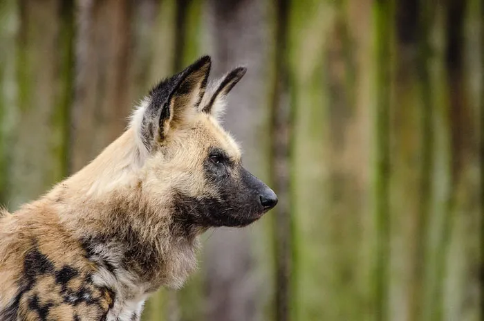 Photo of  African hunting dog