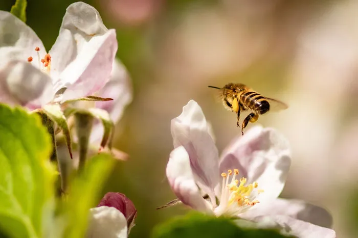 Honey Bee