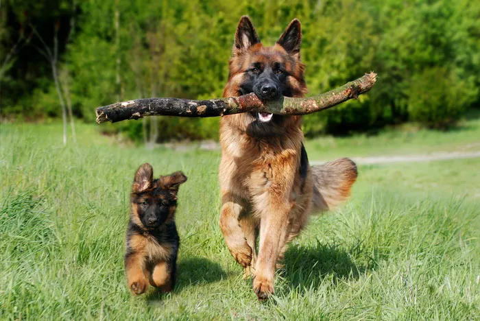 Dog