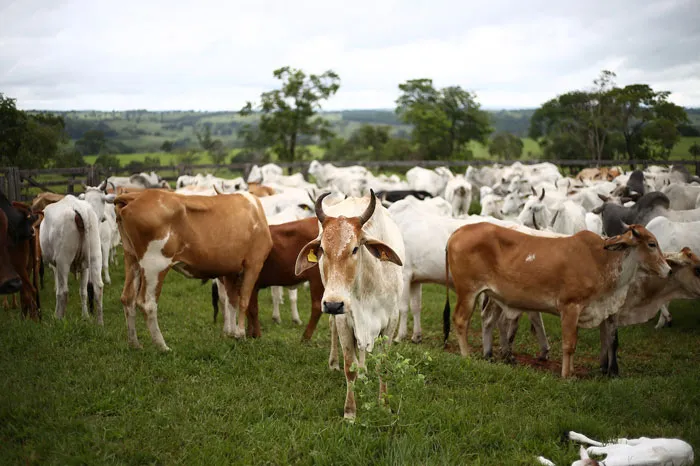 Cow