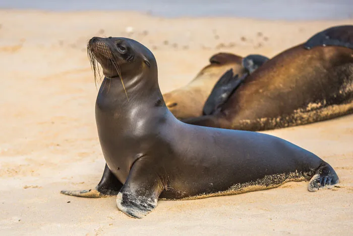 Sea Lions