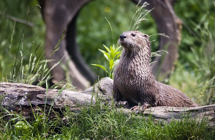 Otters