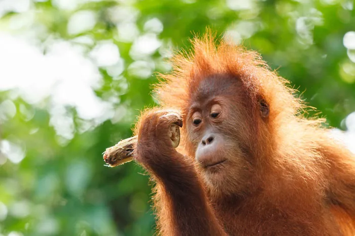 Orangutan