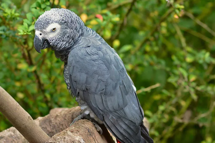 African Grey Parrot