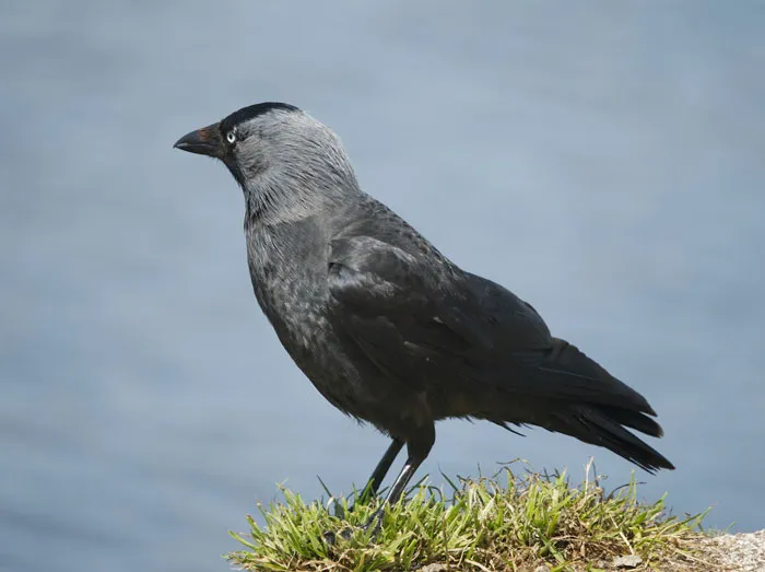 Crow (Corvid)