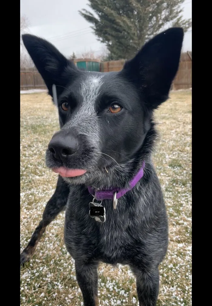 Snow Mlem