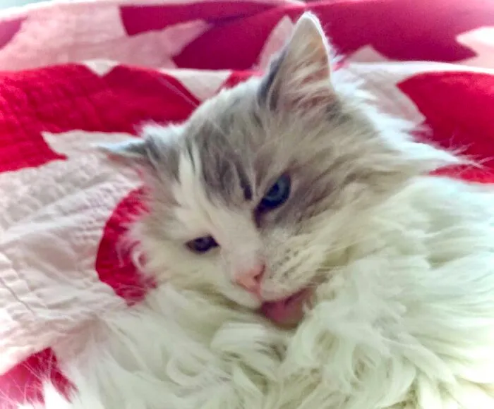 My Fuzzy Beast