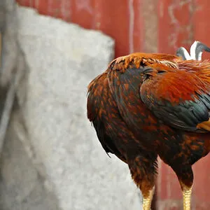 Headless chicken