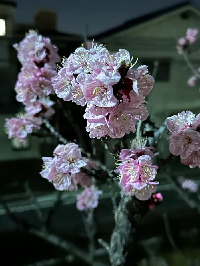 First Sakura