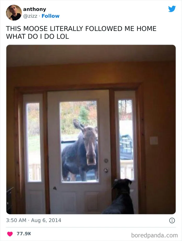 86 Funny Canadian Tweets That Tell It Like It Is