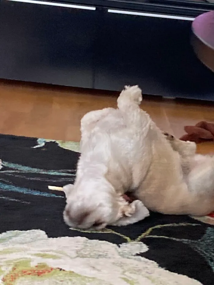 Yogadog