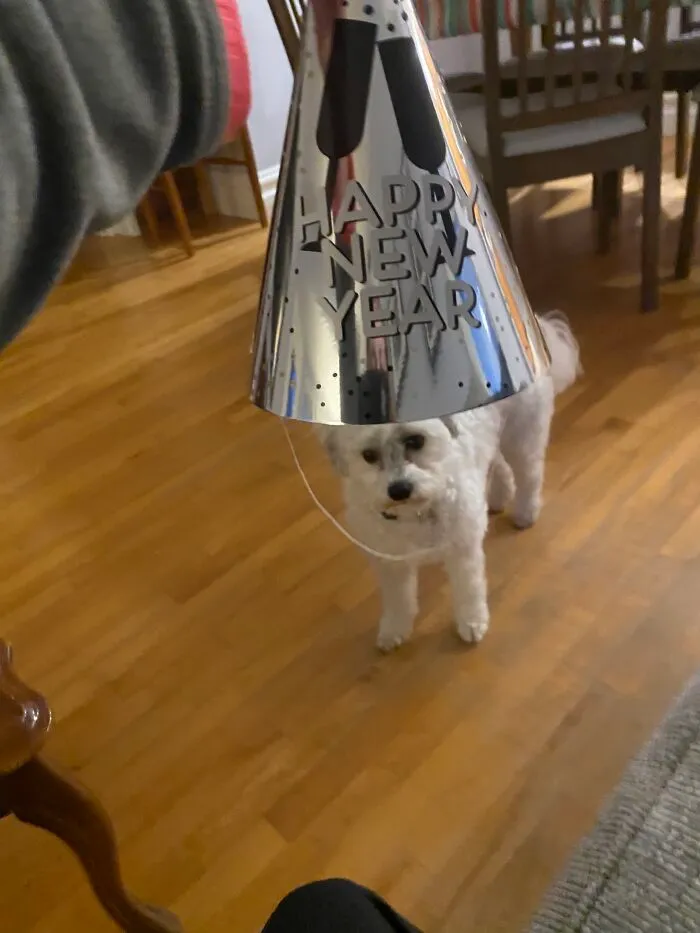 Here Are Some Photos Of My Pets To Hopefully Brighten Your Day (20 Pics)