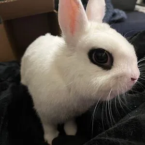 Black Rabbit