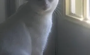 Hey Pandas, Post The Weirdest Thing Your Pet Likes To Do (Closed)