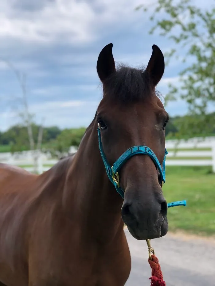 Proud Colt