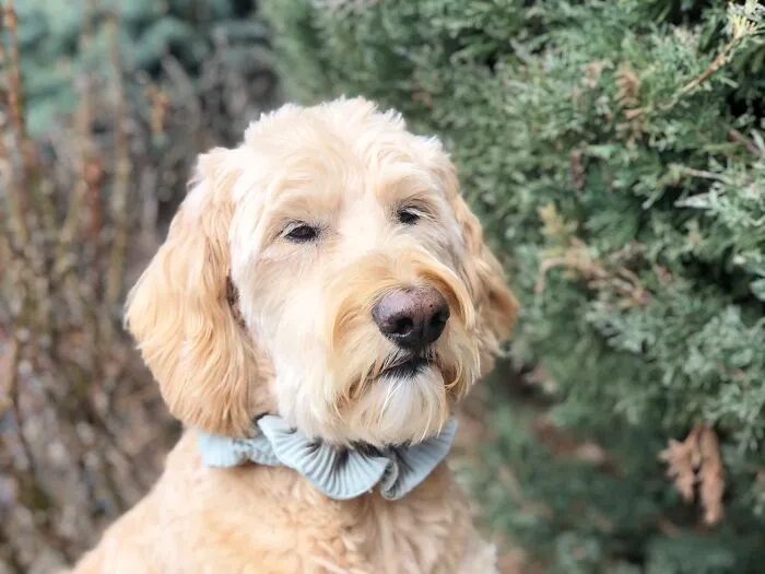 A Noble Beast