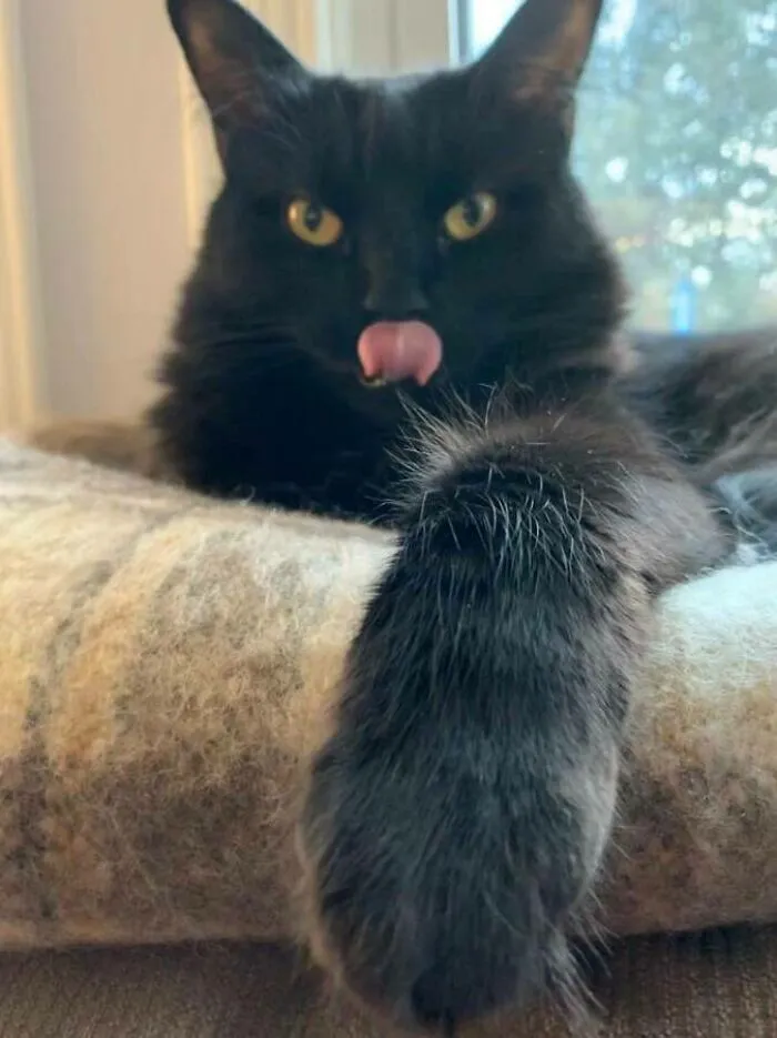 Here Are Some Photos Of My Pets To Hopefully Brighten Your Day (20 Pics)