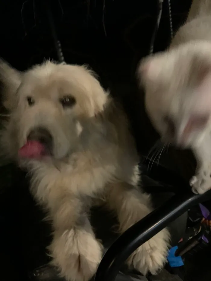 My Old Sheepdog Russell. The Picture Is All Blurry Because The Cat Bumped My Phone Lol