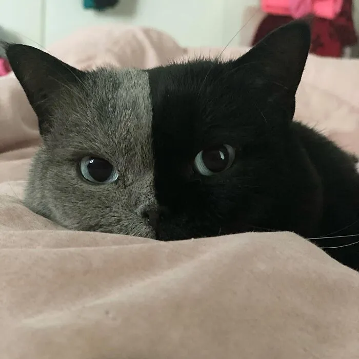 Narnia Is A Two Faced French Cat