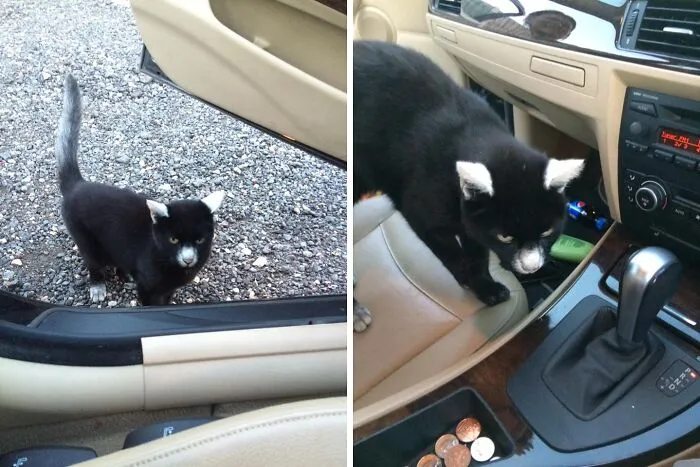 Panda Cat Is Really Friendly