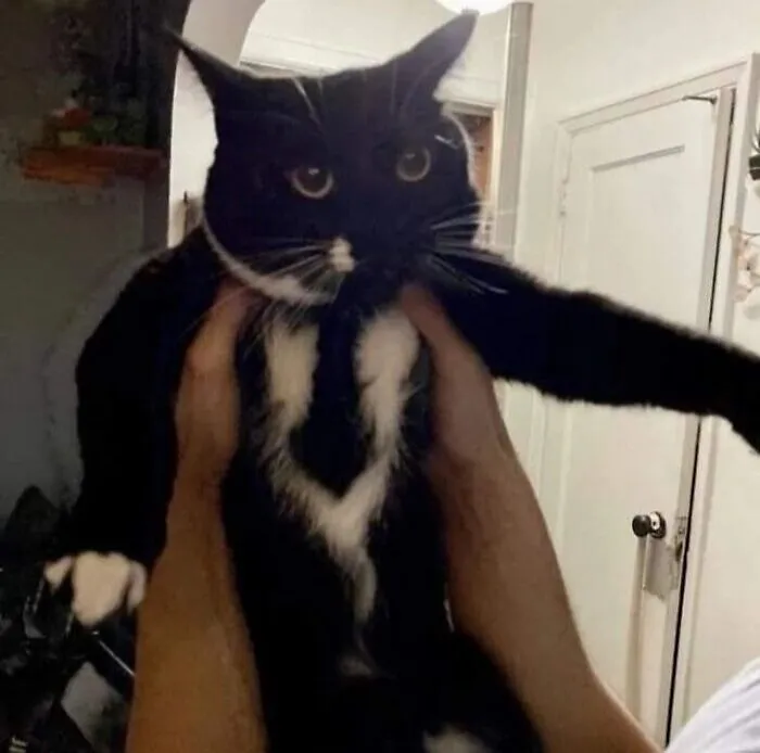 Bear Has A Suit And Tie Pattern On His Fur