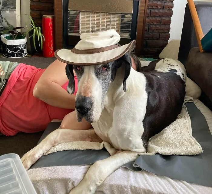 Happy Birthday Huhu. 14 Years Is Amazing For A Great Dane