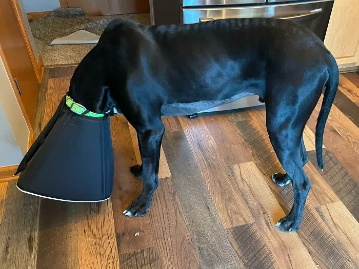 My Dane After Getting Fixed. He Stayed This Way For An Hour