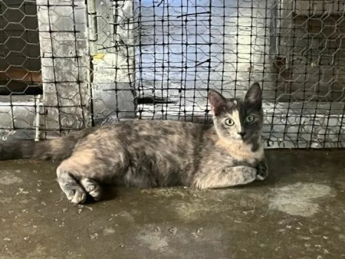 The Bright And The Dark Side Of Luna The Cat