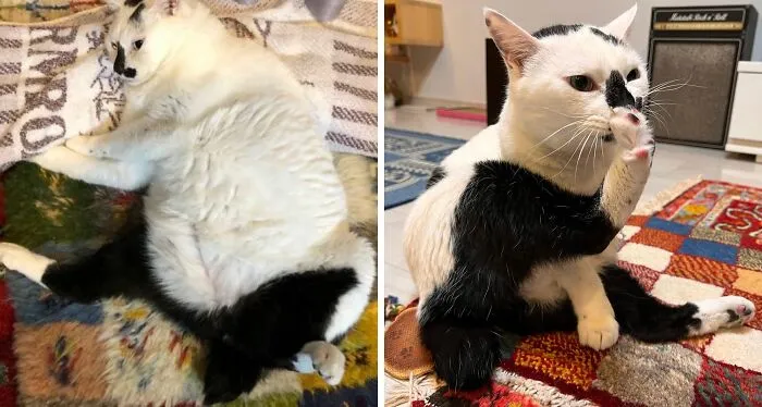 If Cats Would Wear Pants, Would They Wear Them Like This?