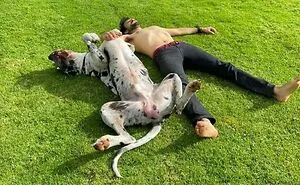 50 Funny Pics Of Great Danes With No Regard For Their Size (New Pics)